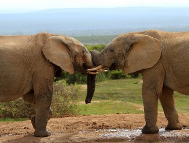 Two African bush elephants with trunks touching.