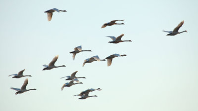 A flock of swans flying in formation against a pale blue sky.