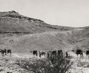 Camels walking in a desert in black and white
