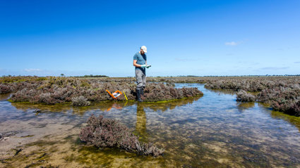 Scientist measuring environmental water quality parameters in a wetland.
