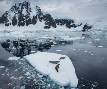 Three seals on a small iceberg in the middle of the sea with snow-covered mountain in the background