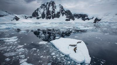 Three seals on a small iceberg in the middle of the sea with snow-covered mountain in the background